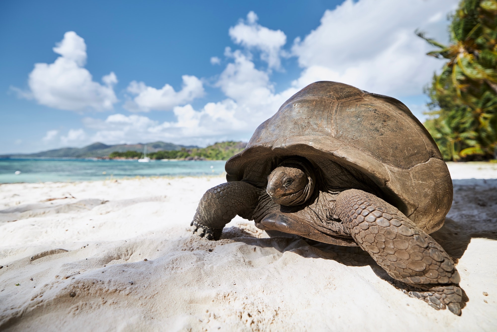Aldabra seychelles tortue plage