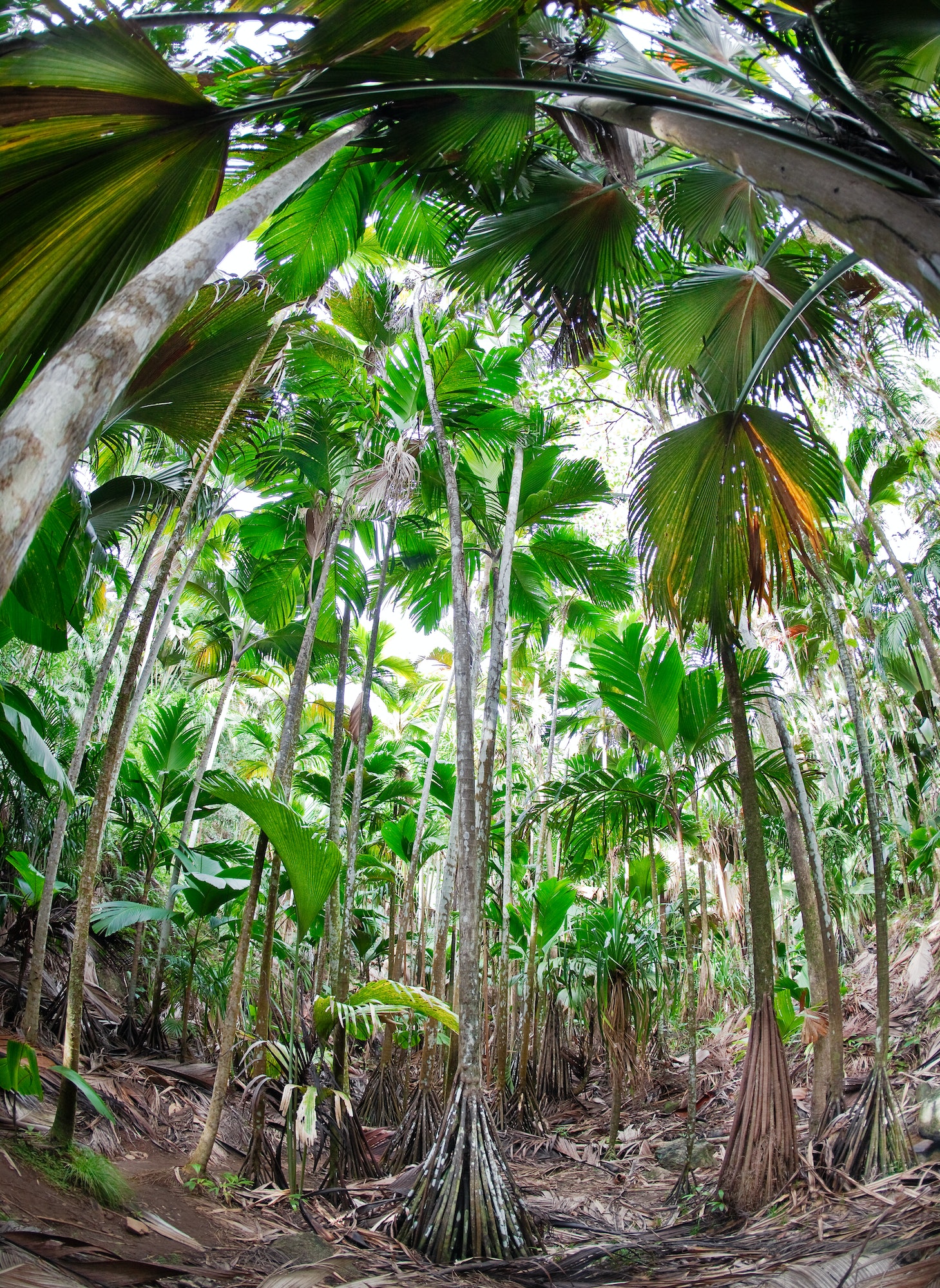 valley de mai praslin seychelles